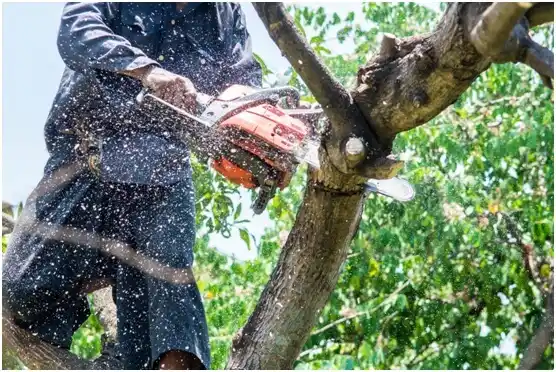 tree services Moncks Corner